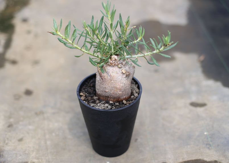 パキポディウム ビスピノーサム | mana's green:塊根植物販売 パキポディウム ビスピノーサム | mana's green:塊根植物販売