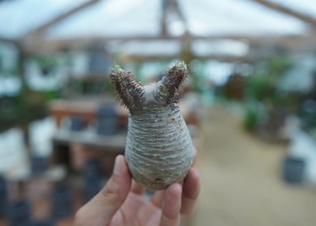 【抜き苗】パキポディウム　グラキリス　 Pachypodium Gracilius  No.4