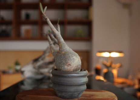 パキポディウム　グラキリス　 Pachypodium Gracilius
