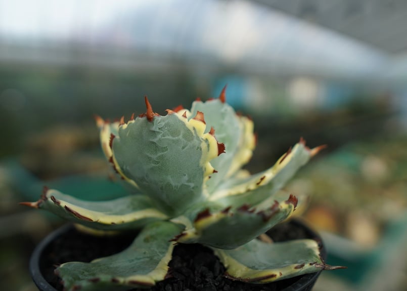 アガベ 兜蟹錦 連棘 Agave isthmensis “Kabutogani” varieg
