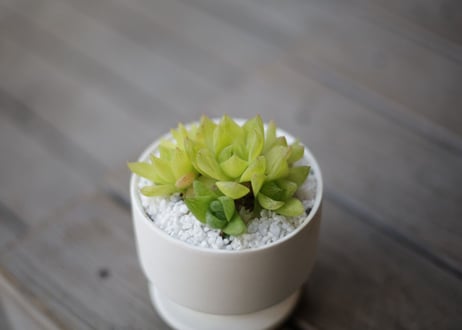 ハオルチア キサンタゴールド　Haworthia cymbiformis