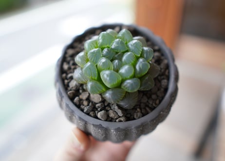ハオルチア　ブラックオブツーサ　Haworthia obtusa Black