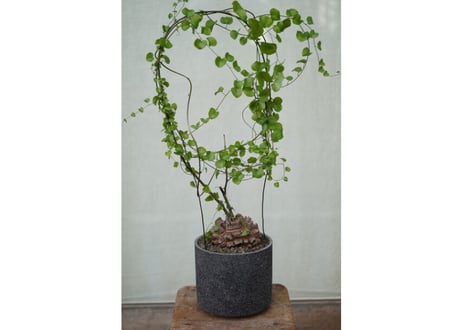Dioscorea elephantipes