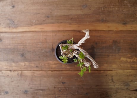 コラロカルプス　Corallocarpus