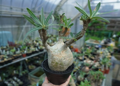 パキポディウム　グラキリス　 Pachypodium Gracilius  No.4
