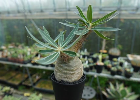 パキポディウム　グラキリス　 Pachypodium Gracilius　No.3