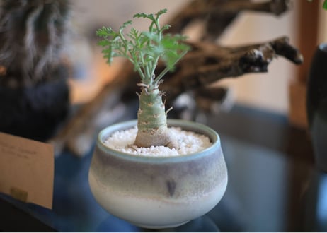 ぺラルゴ二ウム　カルノーサム　Pelargonium carnosum