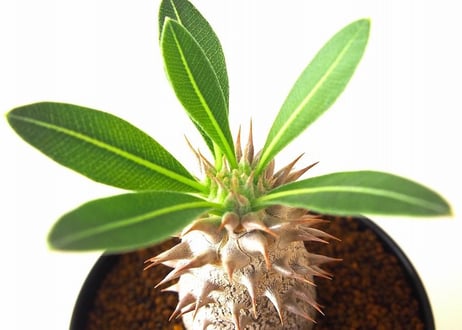 パキポディウム ロスラーツム　 Pachypodium rosulatum