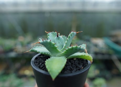 アガベ　イシスメンシス　Agave Isthmensis　No.2