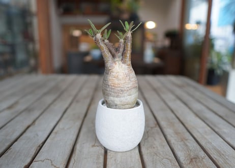 パキポディウム　グラキリス　 Pachypodium Gracilius