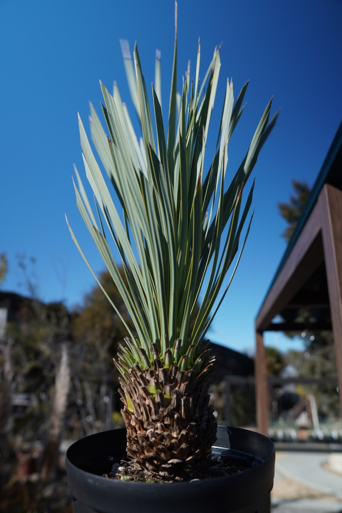 ユッカ ロストラータ | mana's farm:塊根植物・アガベ・ドライガーデン