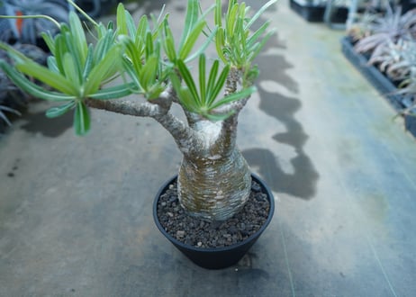 パキポディウム　グラキリス　 Pachypodium Gracilius