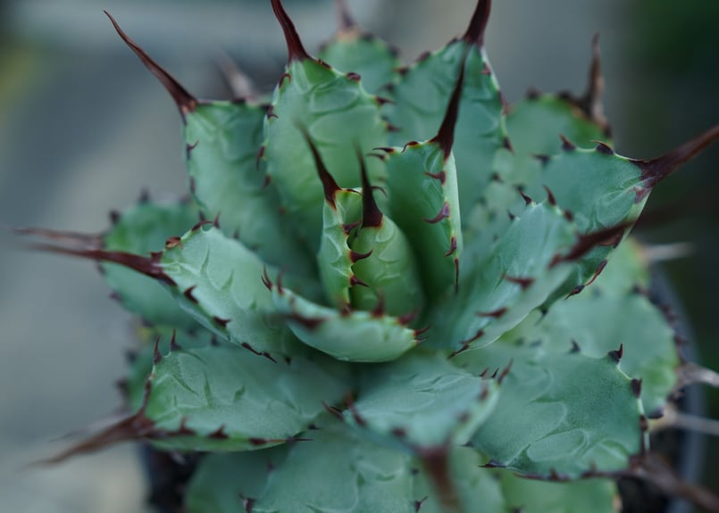 アガベ マクロアカンサ×ポタトラム Agave macroacantha×potatorum