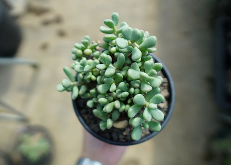 ケラリア　ピグマエア　Ceraria pygmaea 　No.8