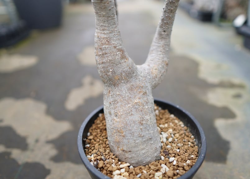 パキポディウム マカイエンセ | mana's farm:塊根植物・アガベ・ドライ