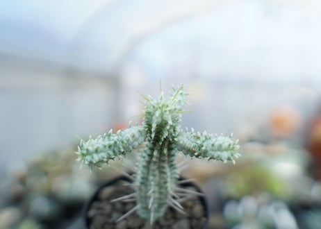 ユーフォルビア　ミルクトロン　Euphorbia mammillaris cv. variegat　No.1