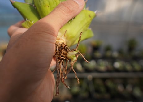 agave titanota 剣竜　No.12