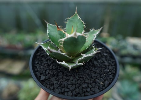 アガベ　チタノタ　FO-76　agave titanota  FO-76　No.4