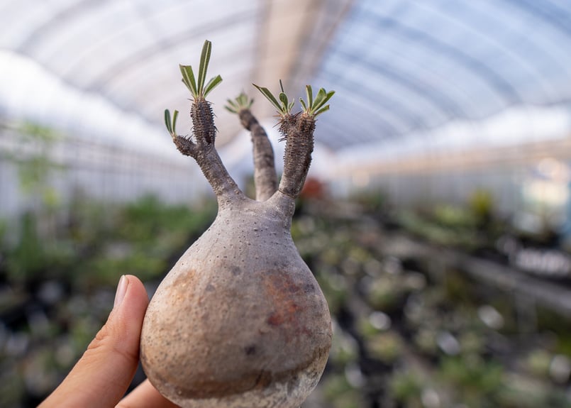 パキポディウム グラキリス No.2 抜き苗 9/30まで限定！ | mana's farm