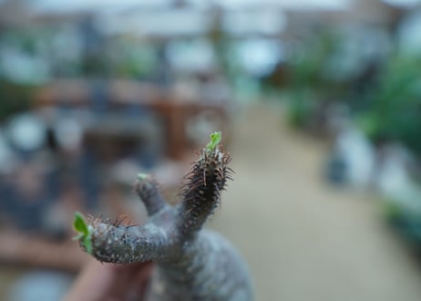 【抜き苗】パキポディウム　グラキリス　 Pachypodium Gracilius  No.7
