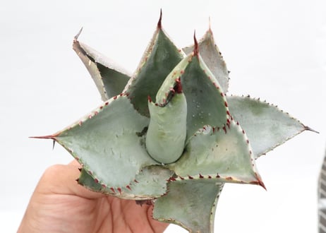 Agave pygmaea 'Dragon Toes' PUP
