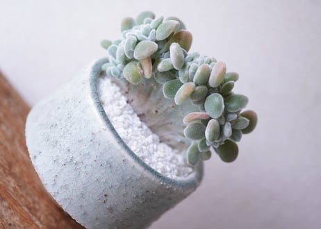 Echeveria pulvinata'Frosty'
