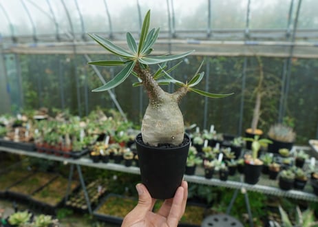 パキポディウム　グラキリス　 Pachypodium Gracilius　No.3