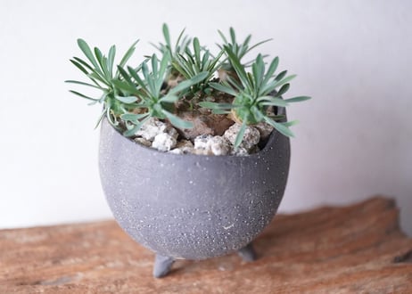 Euphorbia  'Gabisan'