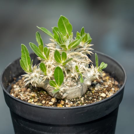 パキポディウム恵比寿大黒