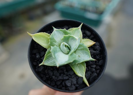 アガベ　王妃雷神錦　Agave　“Ohi Raijin Nishiki ”