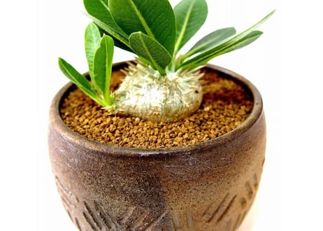 パキポディウム エブレネウム　Pachypodium eburneum  №2(白花)