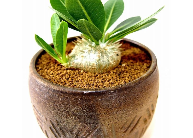 パキポディウム エブレネウム Pachypodium eburneum №2(白花) | m
