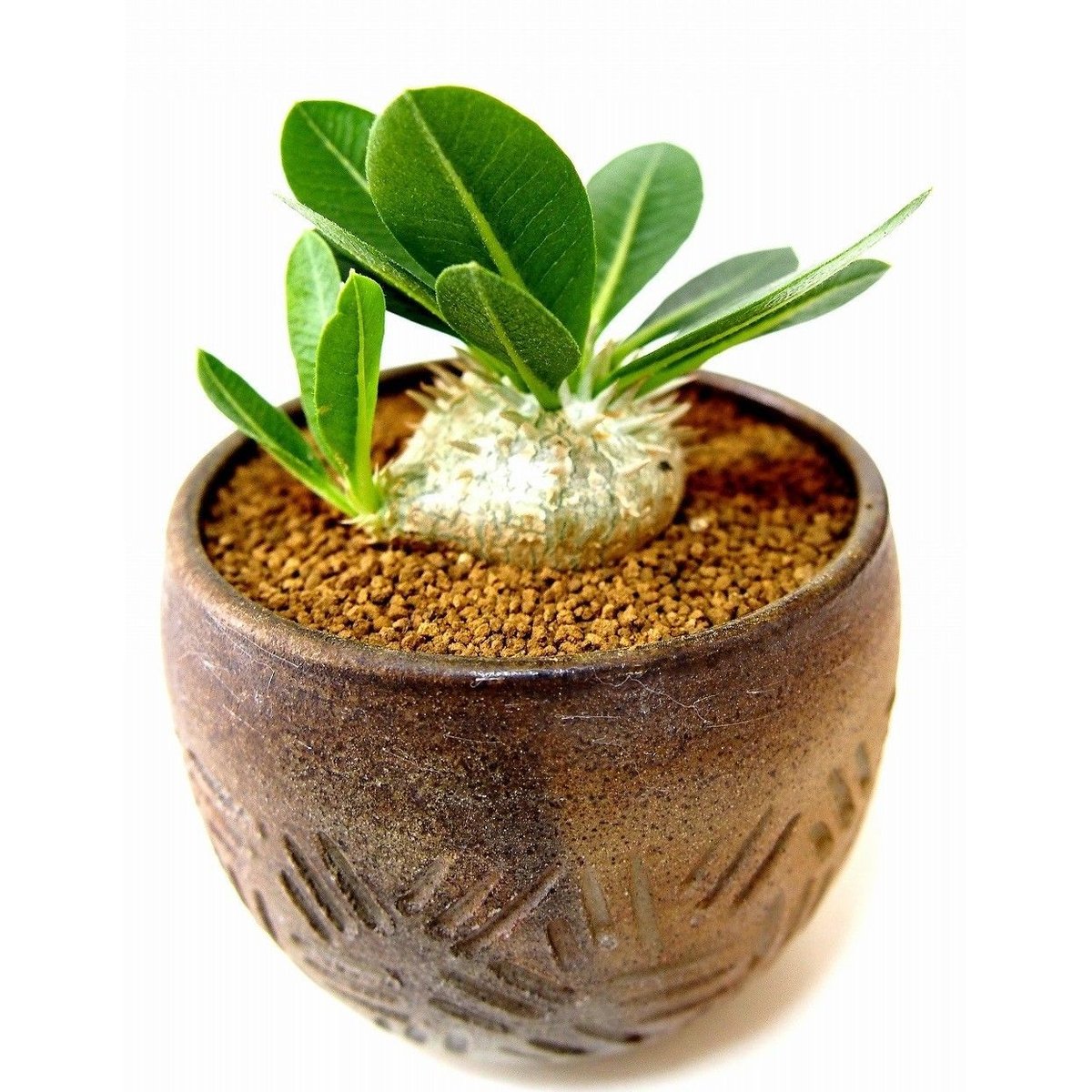 パキポディウム エブレネウム Pachypodium eburneum №2(白花) | m