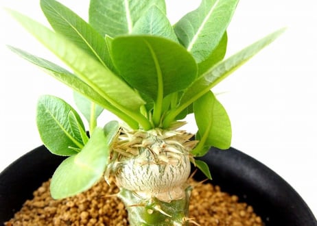 Pachypodium brevicaule albiflorum 　パキポディウム　恵比寿笑い