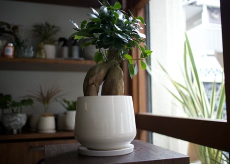 これ一つでインテリアがグッとお洒落に＊多肉植物サボテン3点ＳＥＴ