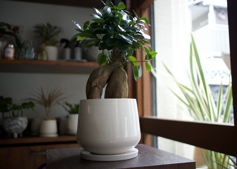 これ一つでインテリアがグッとお洒落に＊多肉植物サボテン3点SET
