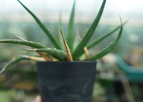 アガベ　ユタエンシス　Agave uthaensis　No.10