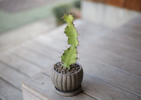 ユーフォルビア 大雲閣　Euphorbia acrurensis