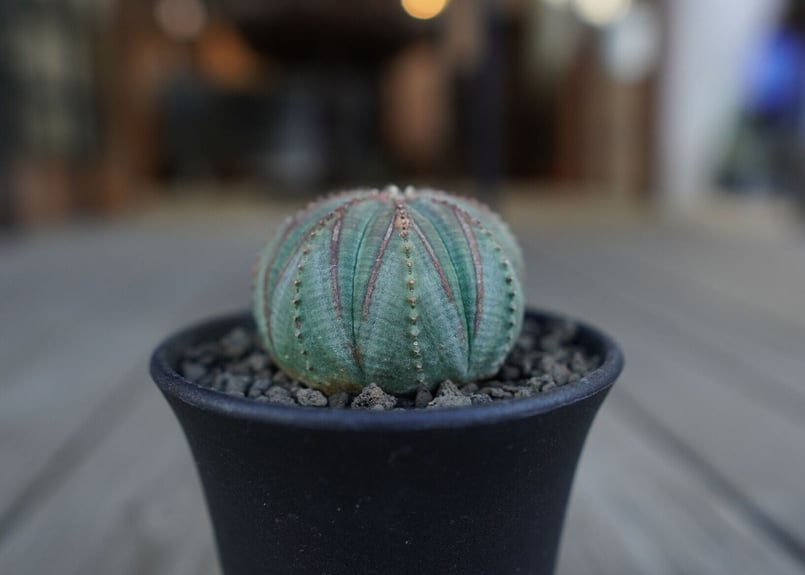 ユーフォルビア・オベサ（Euphorbia obesa） 作家鉢付き 雪だるま型