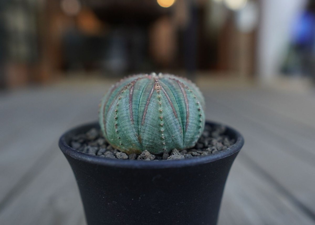 ユーフォルビア オベサ euphorbia Obesa | mana's farm:塊根植物・