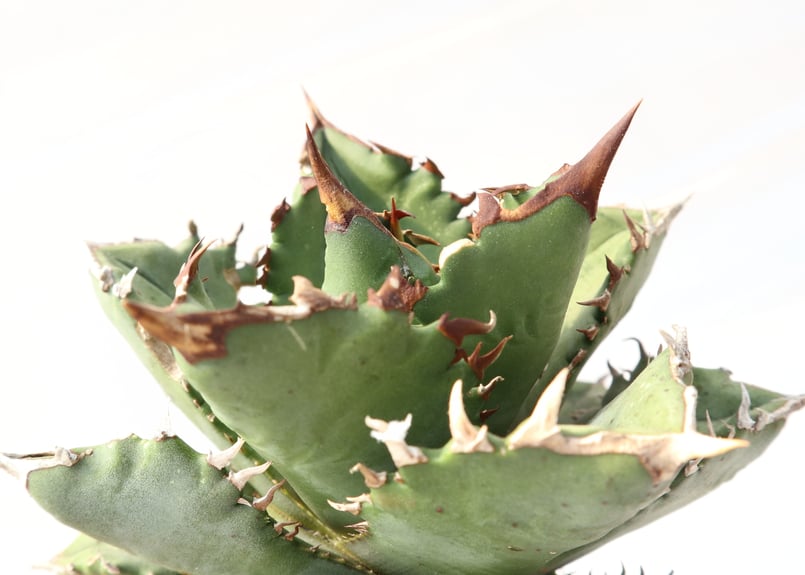Agave titanota FO-76 compacta dwarf | mana's fa