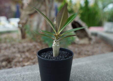 【沖縄実生株】パキポディウム　バロニー　Pachypodium baronii  No.2