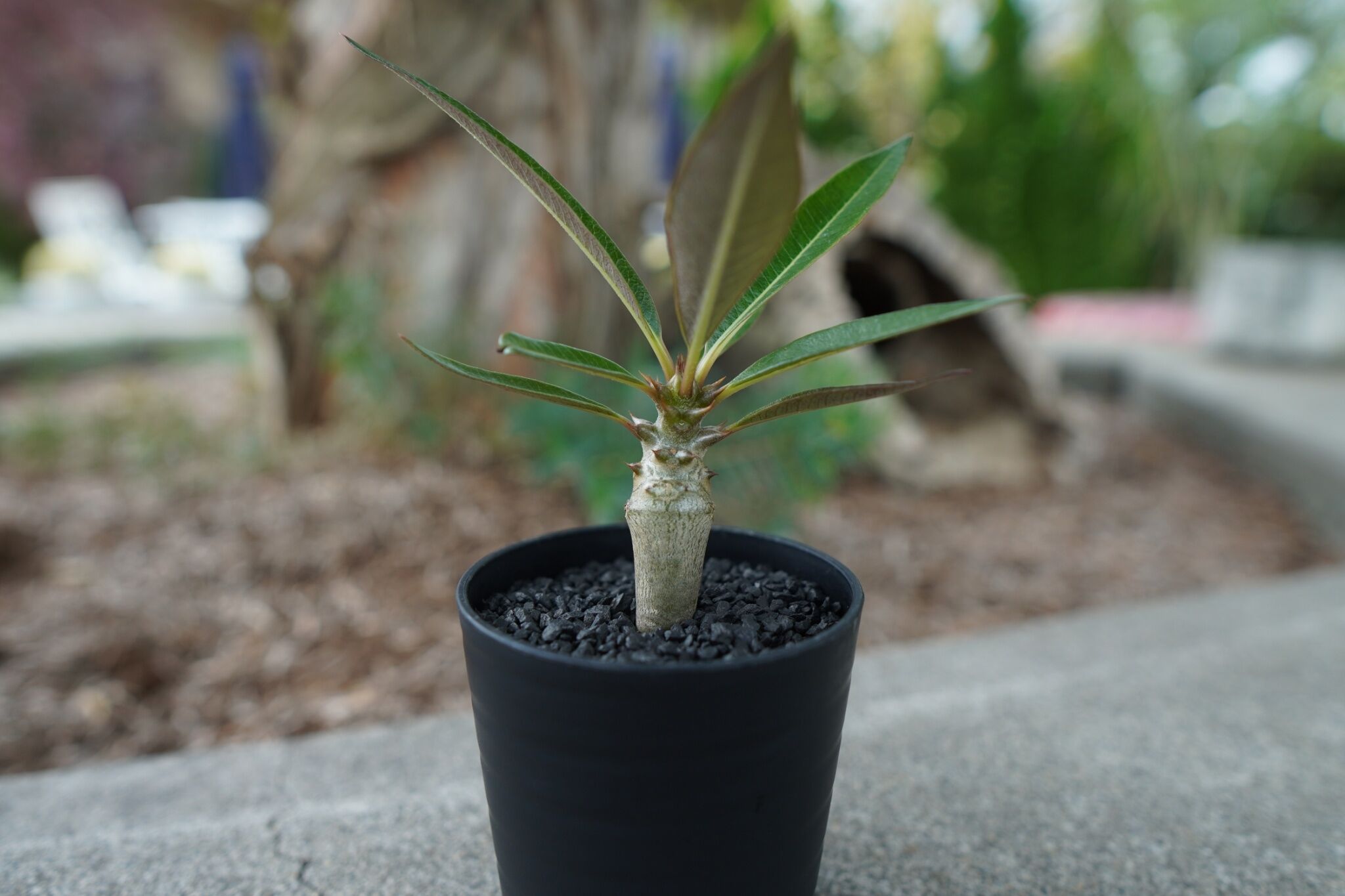 親株候補 パキポディウム バロニー実生 2 沖縄実生株】パキポディウム バロニー Pachypodium baronii No.2 |