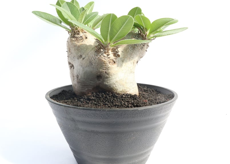 パキポディウム エブレネウム | mana's farm:塊根植物・アガベ・ドライ