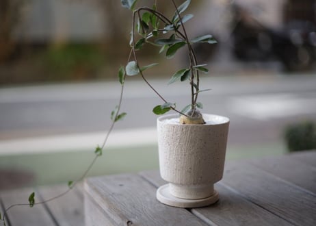 火星人　Fockea edulis