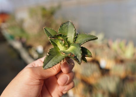 agave titanota ソーラーエクリプス　 NO.4