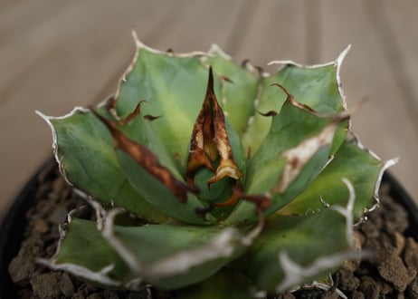 アガベ　チタノタ　鬼爪　雪峰 　Agave titanota “Onitsume Yukimine”