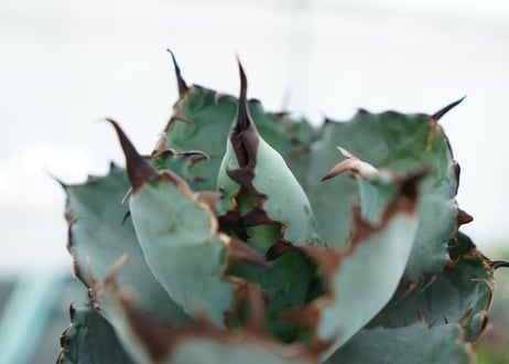アガベ　チタノタ　 ブラックアンドブルー 　Agave titanota black and blue　NO.2