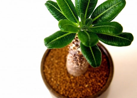 Pachypodium Tackyi　パキポディウム　タッキー