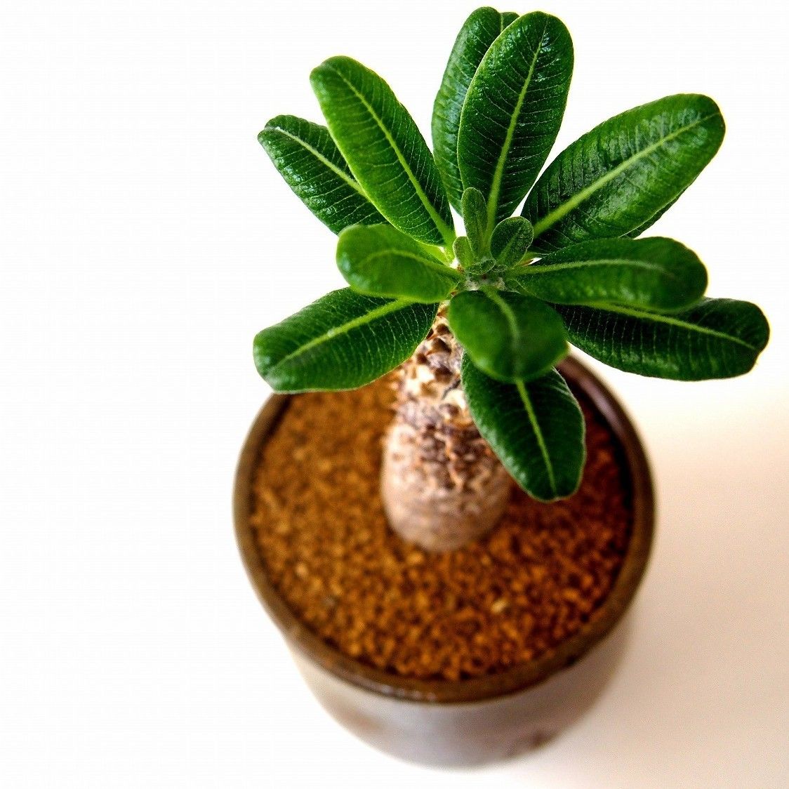 Pachypodium Tackyi パキポディウム タッキー | mana's green: Pachypodium Tackyi パキポディウム タッキー | mana's green: